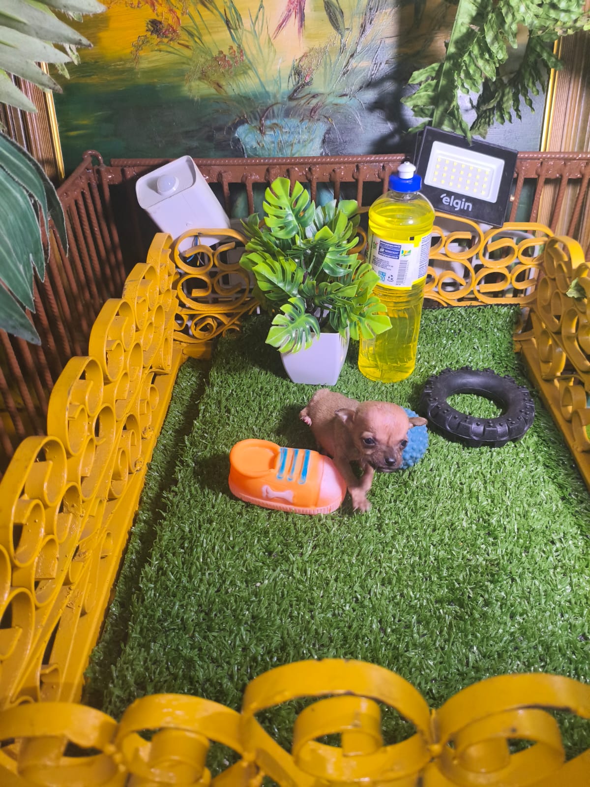 Momento especial com filhotes de Pinscher Miniatura em Belo Horizonte 6
